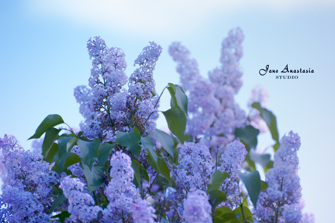 _JAS3552-WEB-Lilacs---JAS