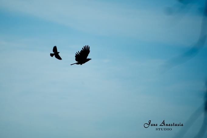 _JAS3616-WEB-Bird-silhouette