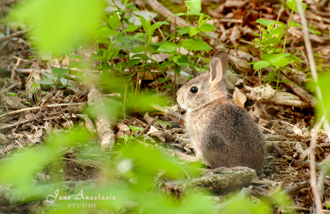 _JAS3834-WEB-Bunny