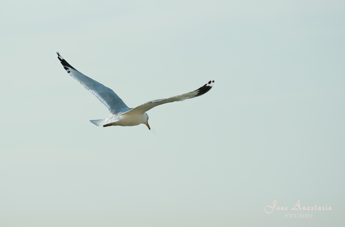 _JAS3684-WEB-Seagull