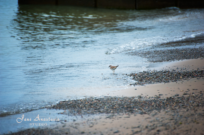 _JAS4370-WEB-Sandpiper-at-the-lake