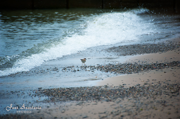 _JAS4373-WEB-Sandpiper-at-the-lake