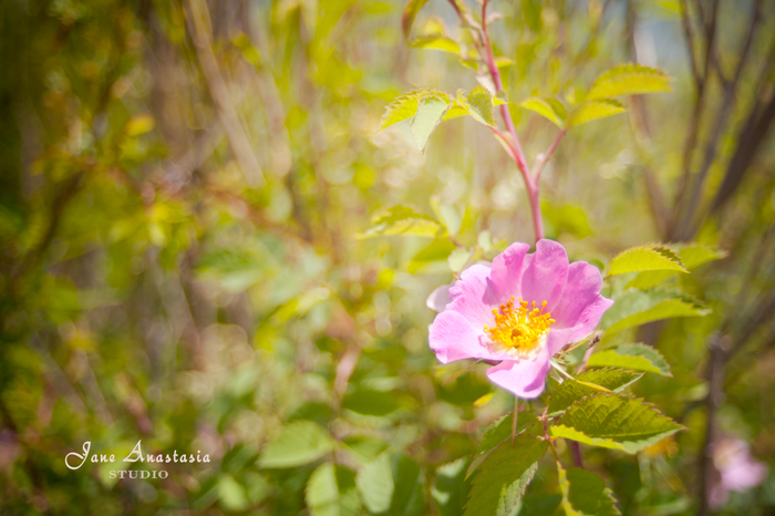 _JAS4718-WEB-Pink-rose