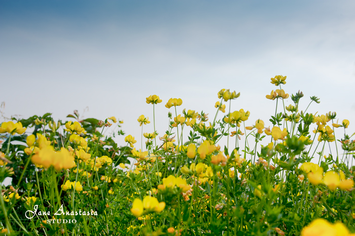 _JAS5384-WEB-Yellow-Flowers-at-the-lake