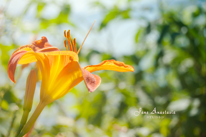 _JAS5693-WEB-Daylily