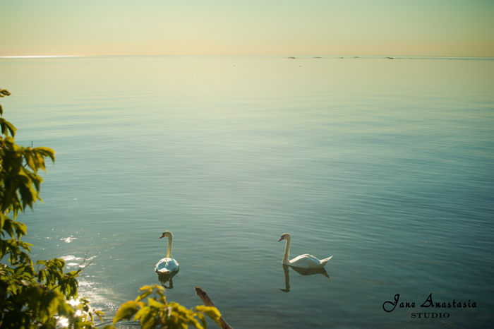 _JAS5844-WEB-Two-swans-on-the-lake