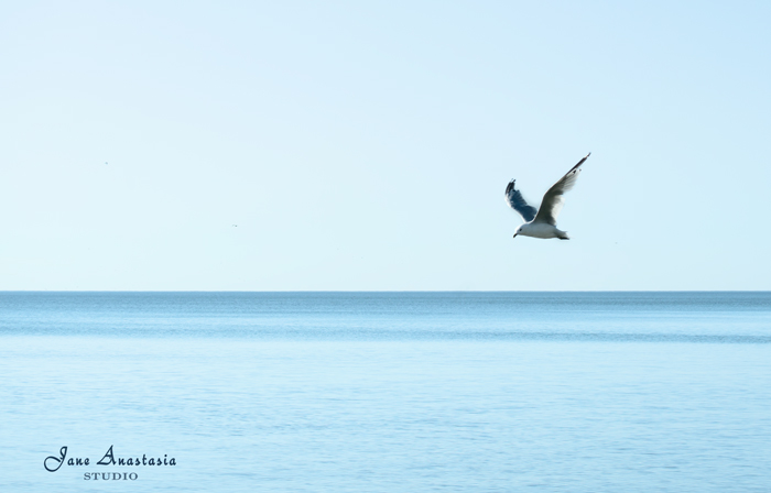 _JAS6231-WEB-Seagull