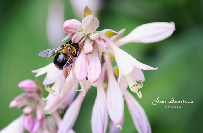 _JAS6349-WEB-Bee-on-Hosta