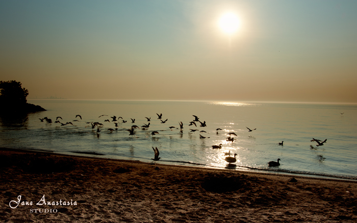 _JAS7505-WEB-Seagulls-at-lake-2