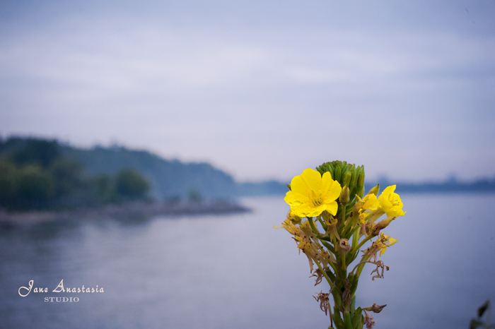 _JAS7764-WEB-Yellow-Flower