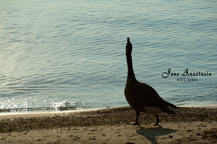 _JAS8254-WEB-Goose