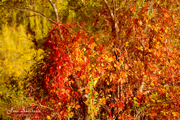 _JAS9091-WEB-Fall-leaves-JAS