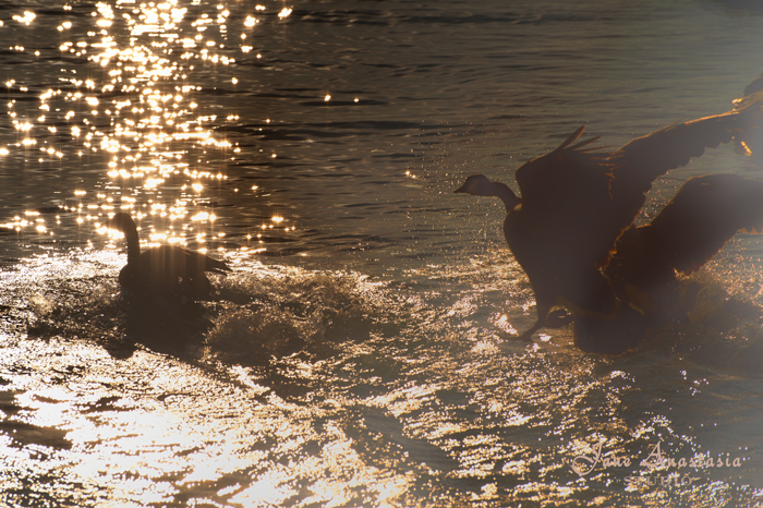 _JAS9095-WEB-Geese-in-light