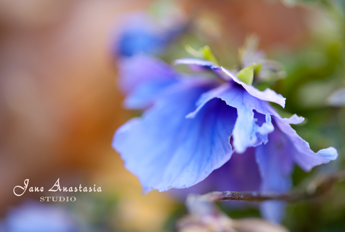 _JAS9269-WEB-Pansy