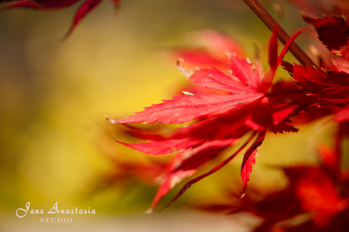 _JAS9283-WEB-Red-Japanese-Maple