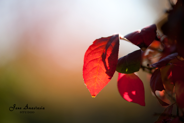 _JAS9302-WEB-Red-Leaf