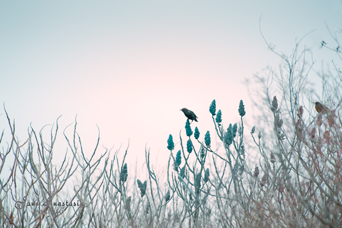 _JAS9721-WEB-Bird-on-dry-grasses