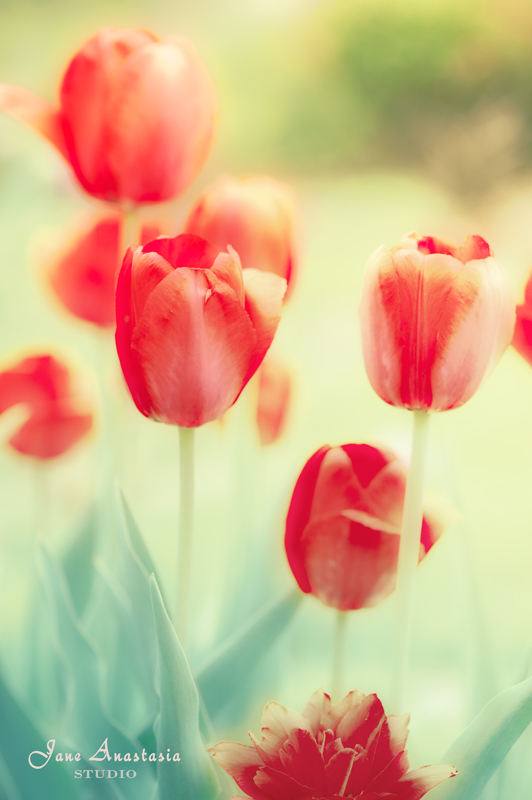 _JAS4092-WEB-Red-Tulips-2