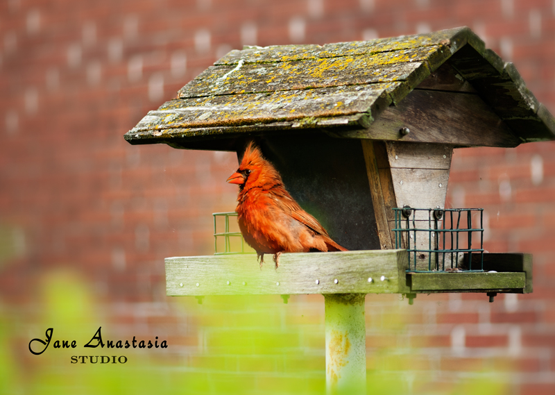 _JAS4615-WEB-Cardinal-on-birdhouse-composite