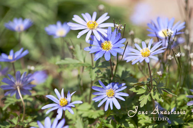 _JAS0721--WEB-Anemones---JS