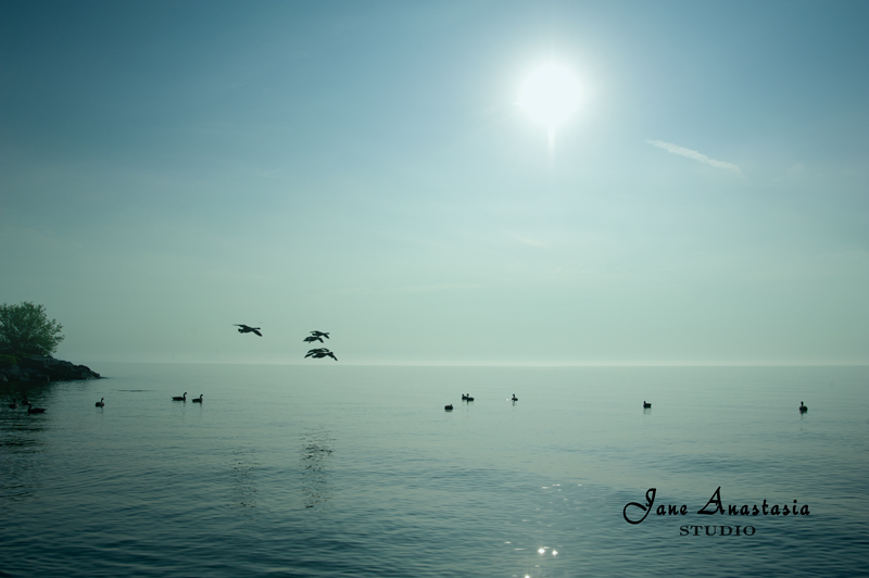 _JAS1329-WEB-Geese-Flying---JS