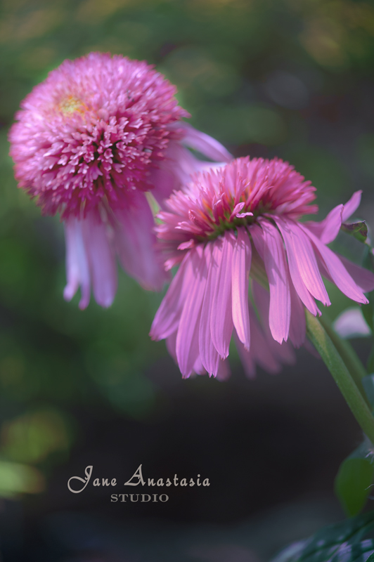 _JAS1697-WEB-Purple-cone-flower---JS