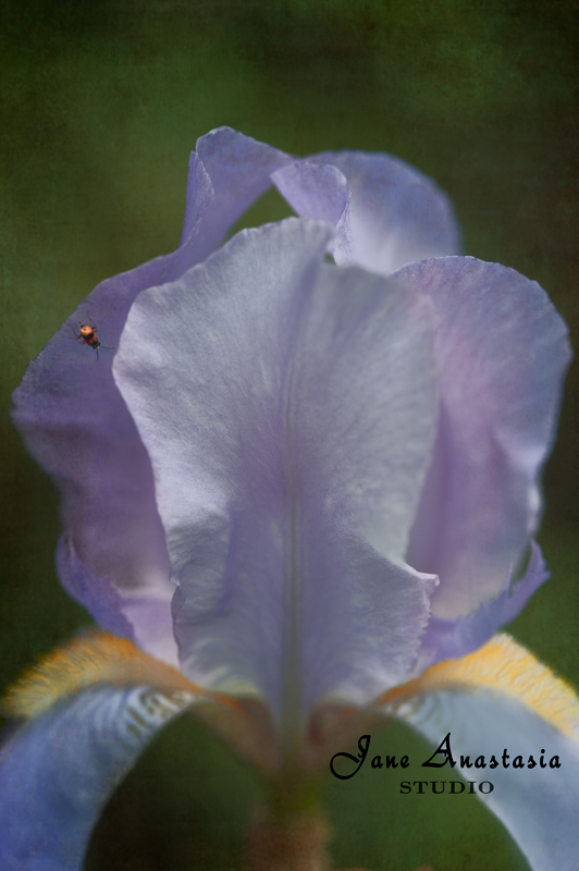 _JAS1712-WEB-Iris-and-bug