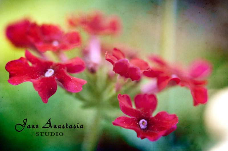 _JAS1754-WEB-Red-Flowers