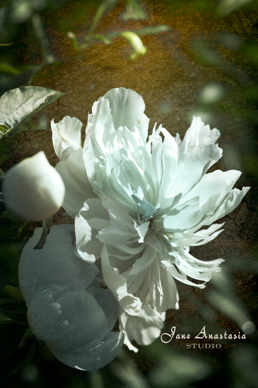 _JAS2078-WEB-White-Peony