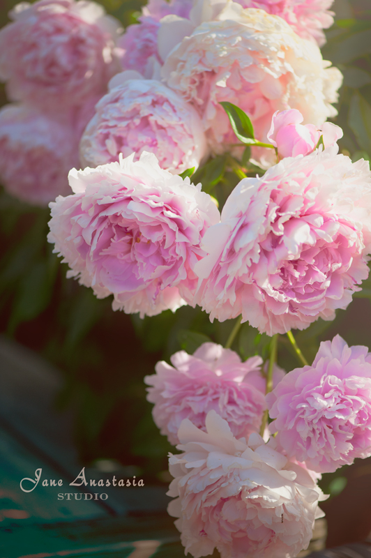 _JAS2092-WEB-Peonies---JS