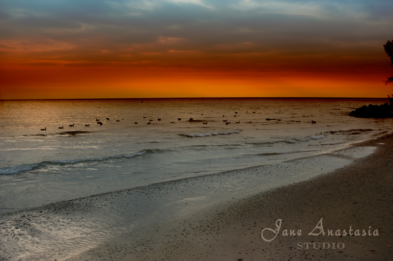 _jas4616-web-geese-flock-on-lake-js